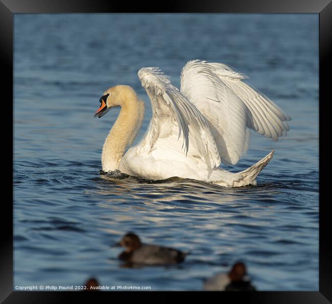 Mute Swan Busking Framed Print by Philip Pound