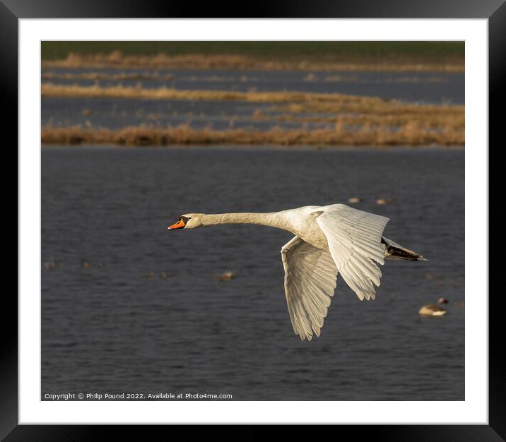 Mute Swan in flight Framed Mounted Print by Philip Pound