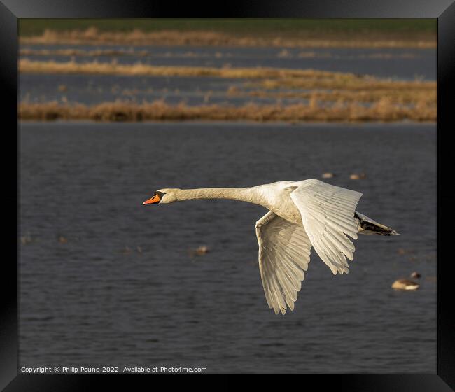 Mute Swan in flight Framed Print by Philip Pound