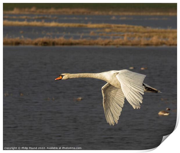 Mute Swan in flight Print by Philip Pound