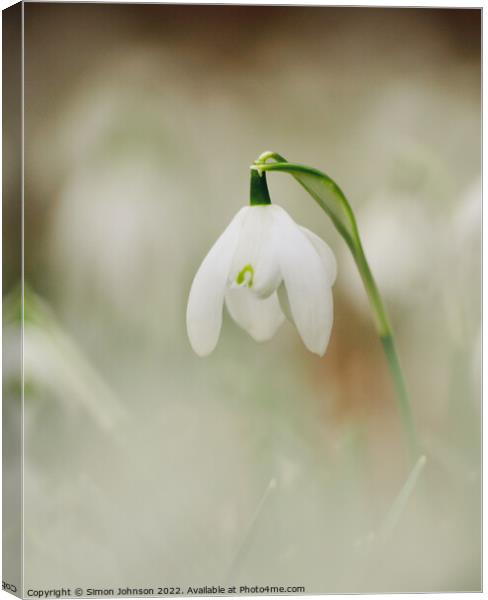 Snowdrop[ flower Canvas Print by Simon Johnson