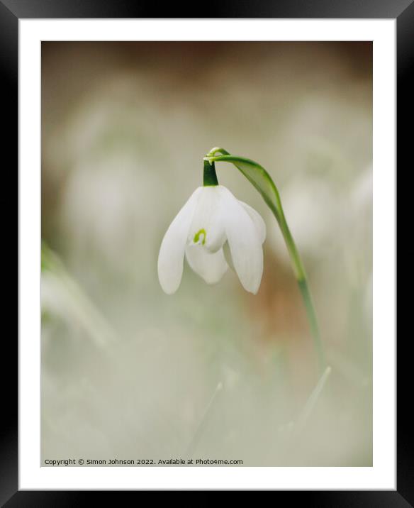 Snowdrop[ flower Framed Mounted Print by Simon Johnson