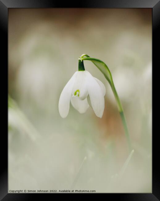 Snowdrop[ flower Framed Print by Simon Johnson