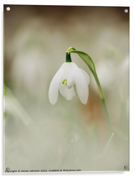 Snowdrop[ flower Acrylic by Simon Johnson