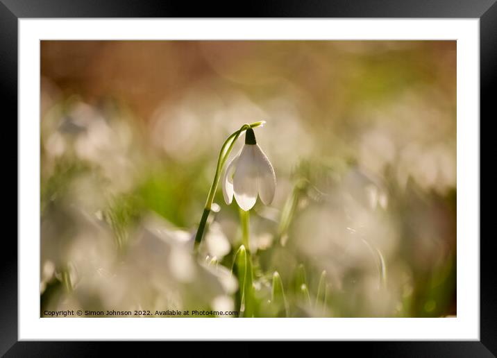 Backlit snowdrop Framed Mounted Print by Simon Johnson