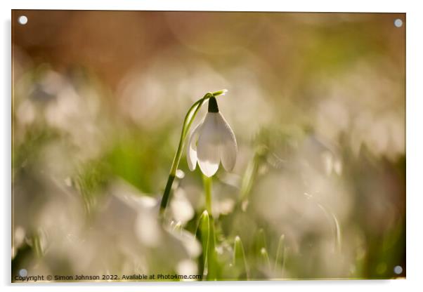 Backlit snowdrop Acrylic by Simon Johnson