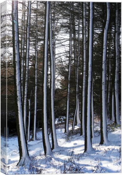 Winter woodland. Canvas Print by Glyn Evans