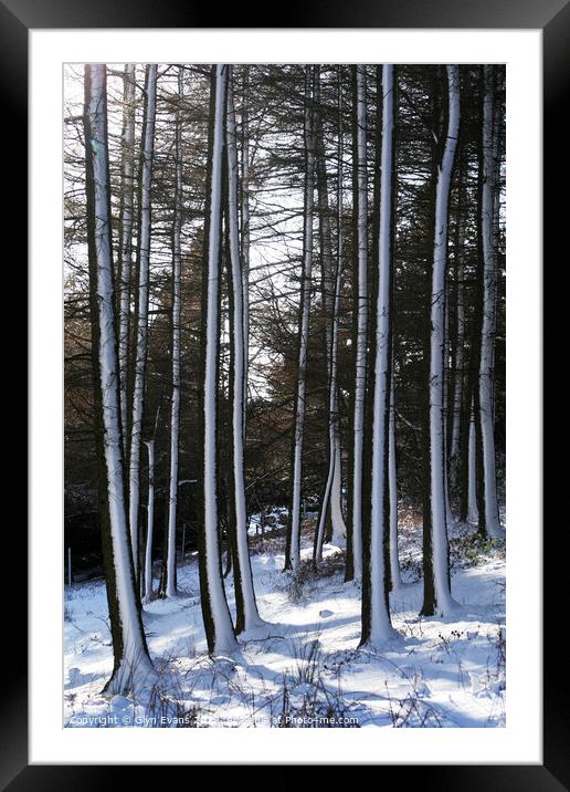 Winter woodland. Framed Mounted Print by Glyn Evans