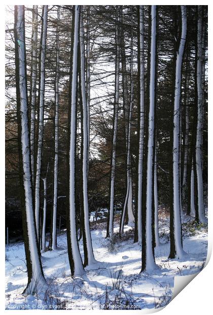 Winter woodland. Print by Glyn Evans