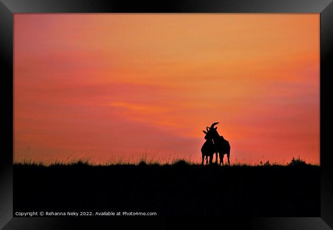 Male and female topi deer silhouetted against the rising sun  Framed Print by Rehanna Neky