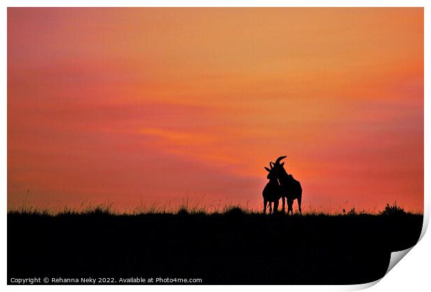 Male and female topi deer silhouetted against the rising sun  Print by Rehanna Neky