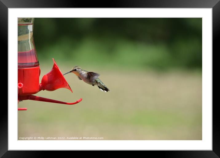 Hummingbird at feeder (2) Framed Mounted Print by Philip Lehman