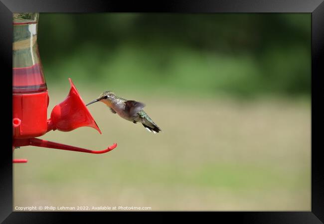 Hummingbird at feeder (2) Framed Print by Philip Lehman