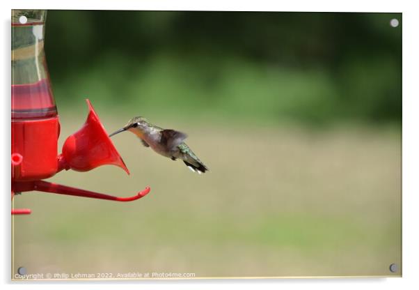 Hummingbird at feeder (2) Acrylic by Philip Lehman