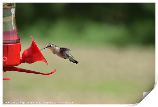 Hummingbird at feeder (2) Print by Philip Lehman