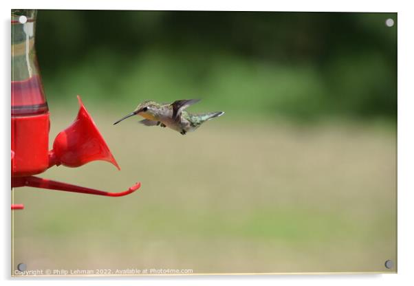 Hummingbird at feeder 1 Acrylic by Philip Lehman