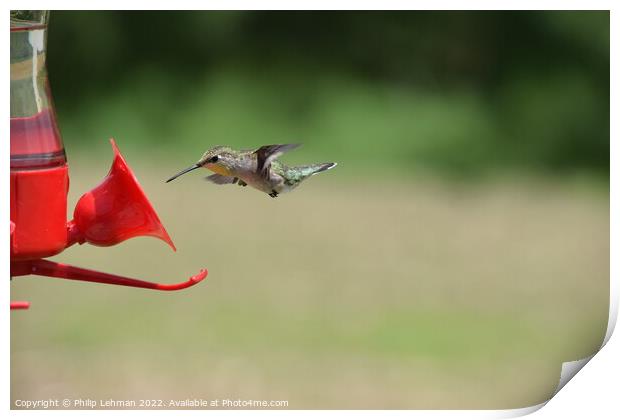 Hummingbird at feeder 1 Print by Philip Lehman