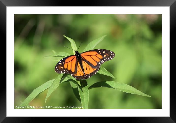 Monarch in Summer 1 Framed Mounted Print by Philip Lehman