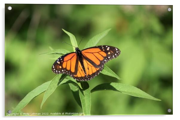 Monarch in Summer 1 Acrylic by Philip Lehman