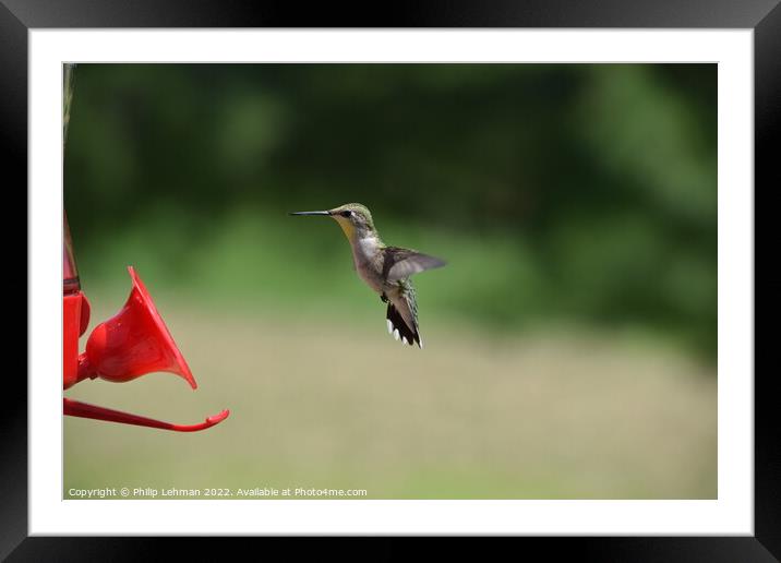 Hummingbird at feeder 3 Framed Mounted Print by Philip Lehman