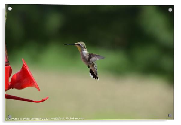 Hummingbird at feeder 3 Acrylic by Philip Lehman
