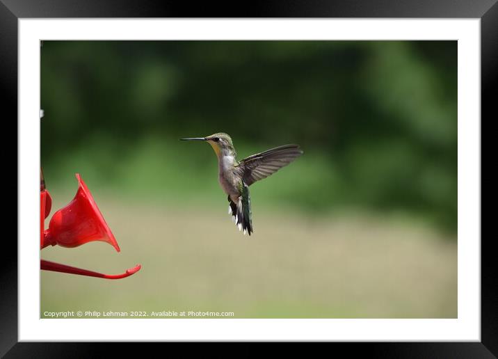 Hummingbird at feeder 2 Framed Mounted Print by Philip Lehman