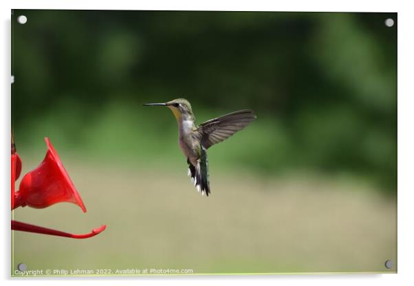 Hummingbird at feeder 2 Acrylic by Philip Lehman