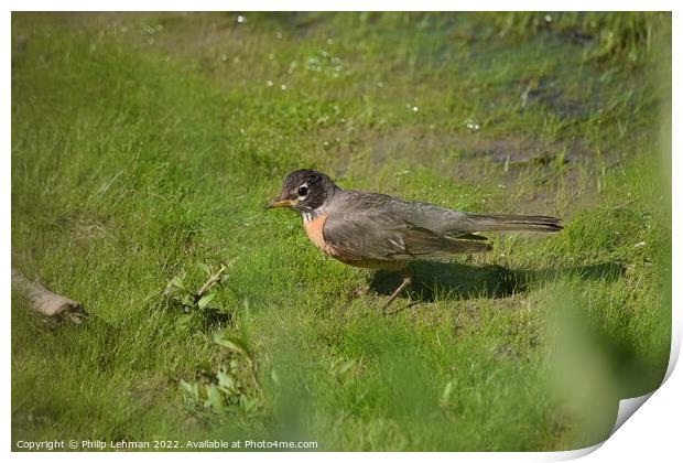 Robin in Spring Print by Philip Lehman