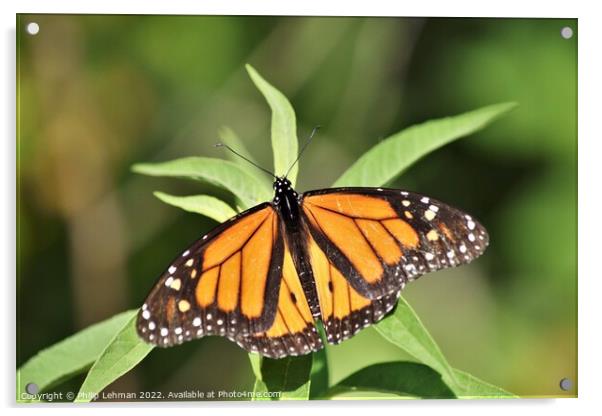 Monarch in Summer 3 Acrylic by Philip Lehman