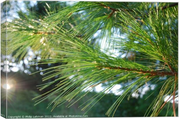 Pine branch in sunlight Canvas Print by Philip Lehman