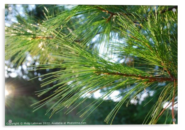Pine branch in sunlight Acrylic by Philip Lehman