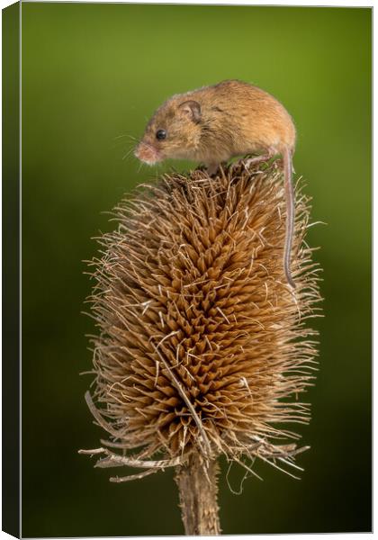 Harvest mouse Canvas Print by chris smith