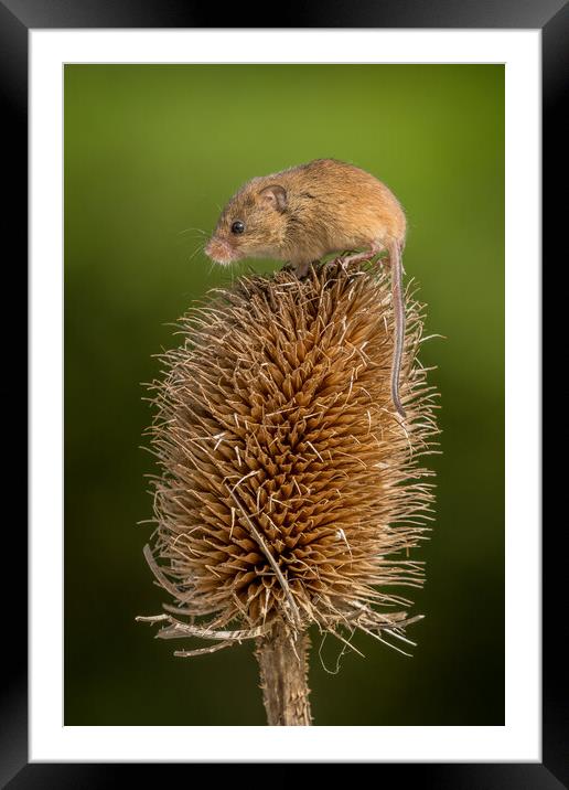 Harvest mouse Framed Mounted Print by chris smith