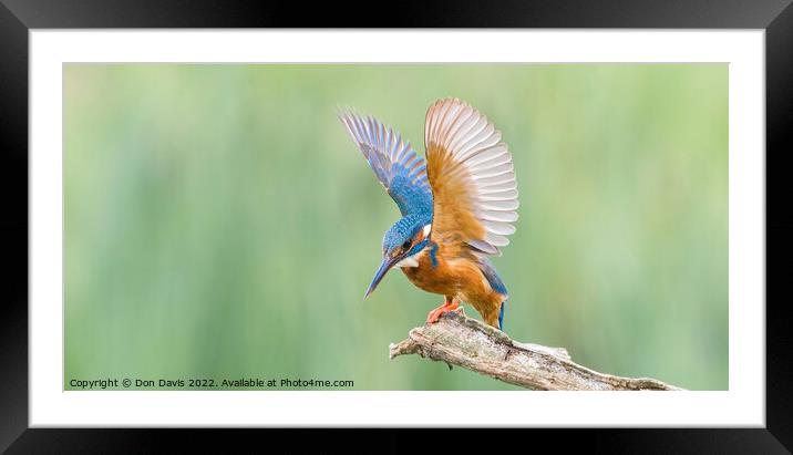 Lady Wings Framed Mounted Print by Don Davis