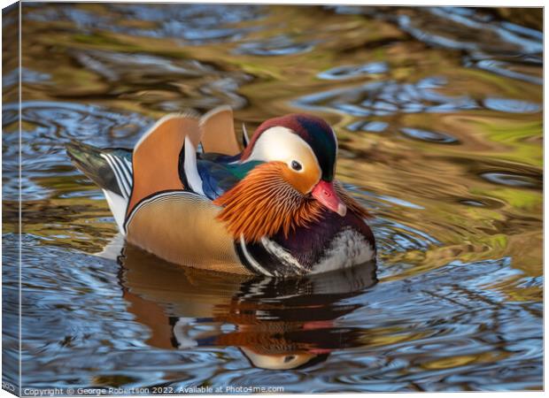 Mandarin Duck swimming in Scottish river Canvas Print by George Robertson