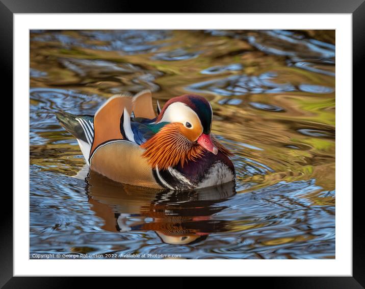 Mandarin Duck swimming in Scottish river Framed Mounted Print by George Robertson