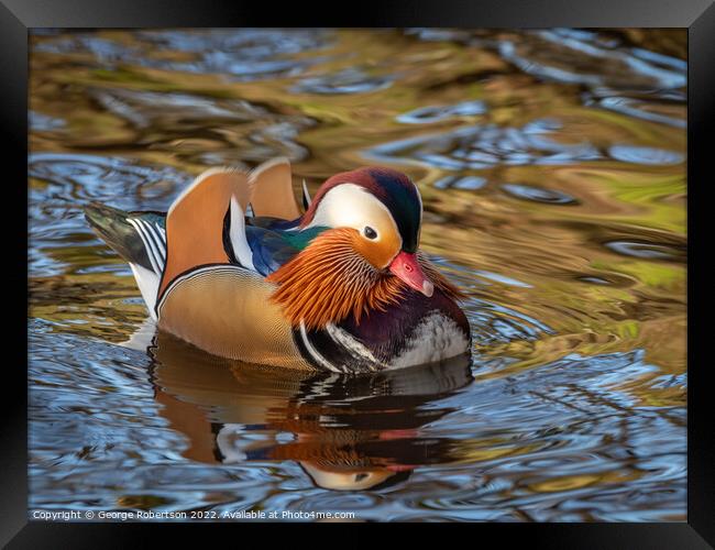 Mandarin Duck swimming in Scottish river Framed Print by George Robertson