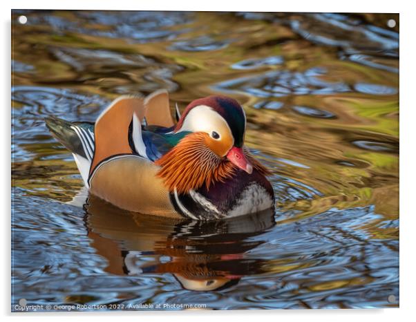 Mandarin Duck swimming in Scottish river Acrylic by George Robertson