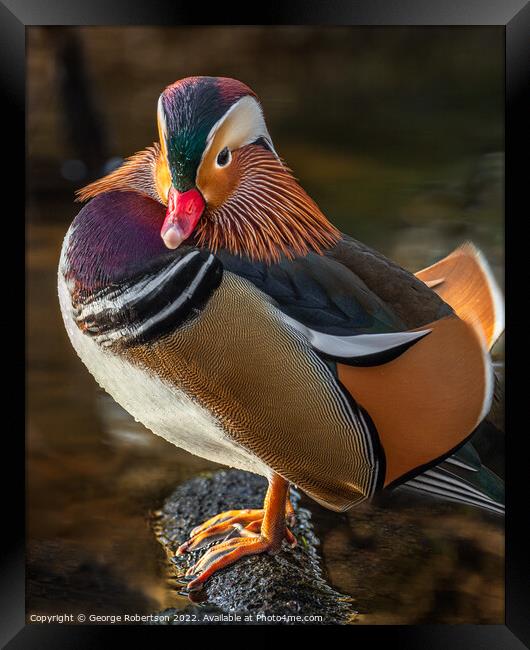 Mandarin Duck standing on on a rock Framed Print by George Robertson