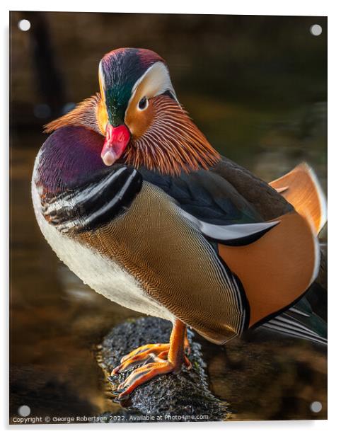 Mandarin Duck standing on on a rock Acrylic by George Robertson