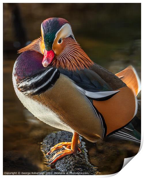 Mandarin Duck standing on on a rock Print by George Robertson