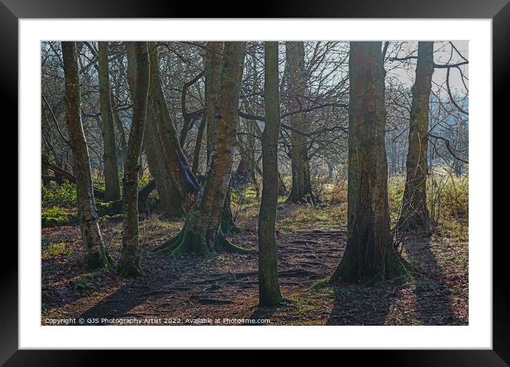 Root Path Through The Trees Framed Mounted Print by GJS Photography Artist