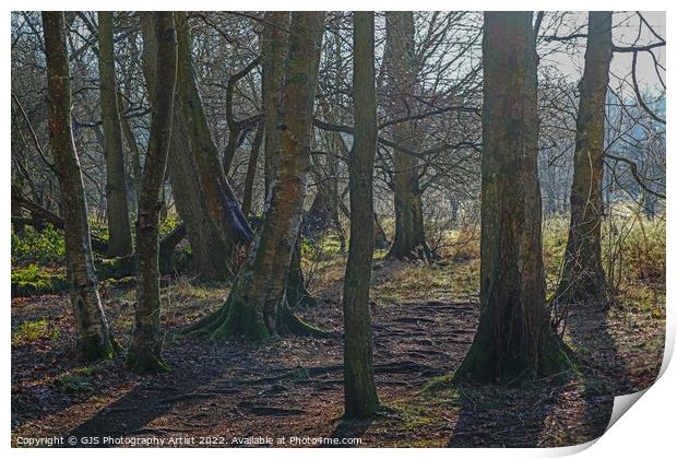 Root Path Through The Trees Print by GJS Photography Artist