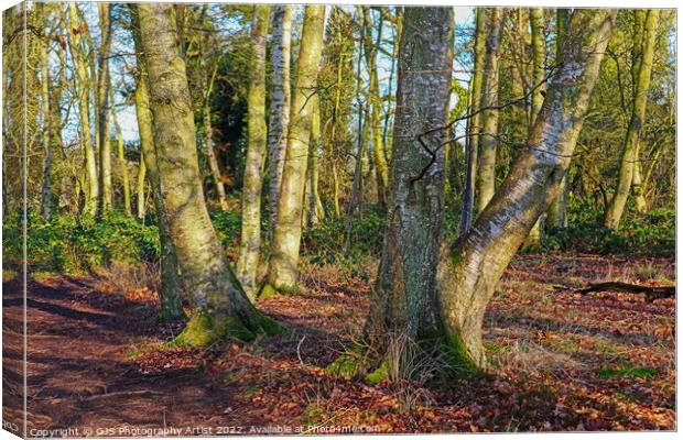 Trees and their Shaddows Canvas Print by GJS Photography Artist