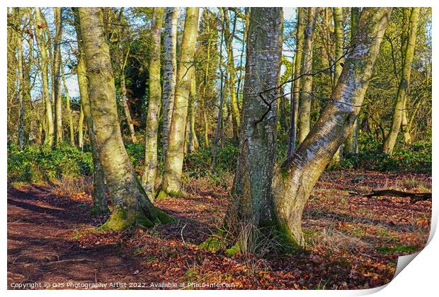 Trees and their Shaddows Print by GJS Photography Artist