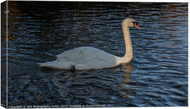 Swan with Light Streaking down Neck  Canvas Print by GJS Photography Artist