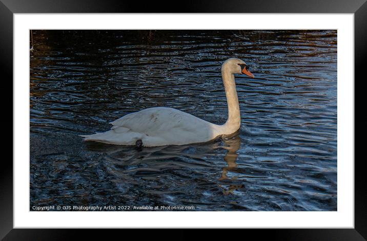 Swan with Light Streaking down Neck  Framed Mounted Print by GJS Photography Artist