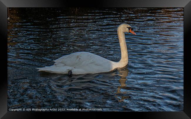 Swan with Light Streaking down Neck  Framed Print by GJS Photography Artist
