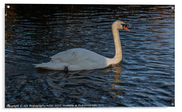 Swan with Light Streaking down Neck  Acrylic by GJS Photography Artist