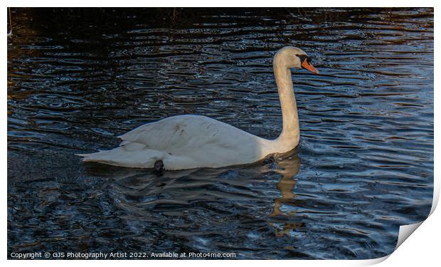 Swan with Light Streaking down Neck  Print by GJS Photography Artist